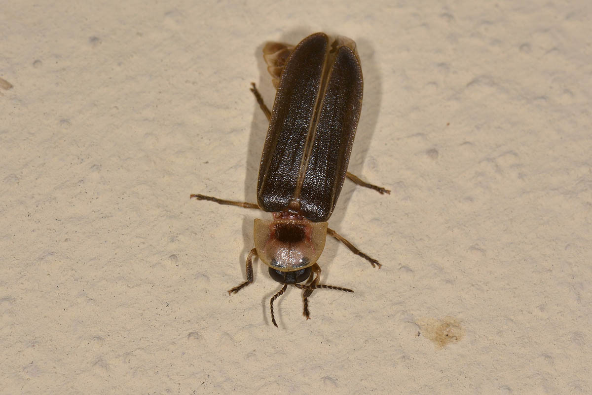 Lampyris fuscata